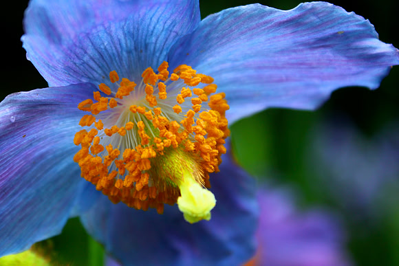 Meconopsis