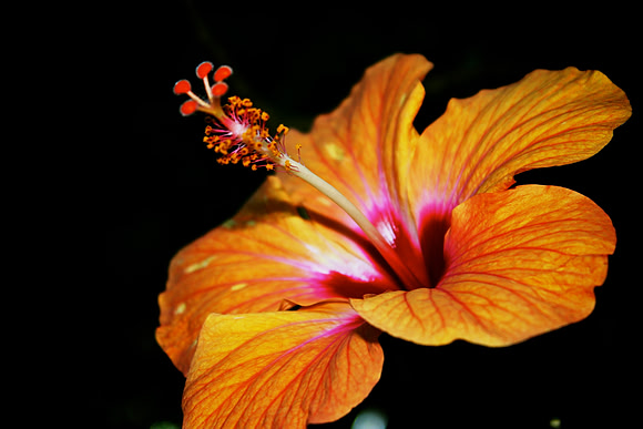 Hibiscus