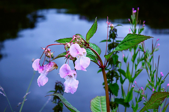 Wild flower