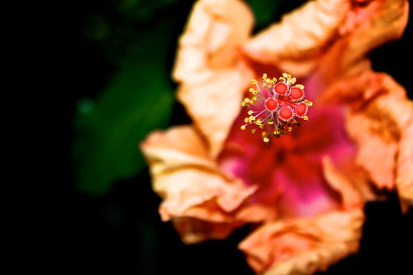 Hibiscus