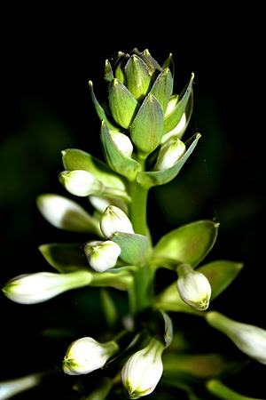 Flower, Botanic Gardens, Glasgow