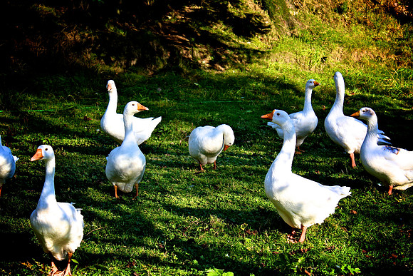 Geese, Sandford