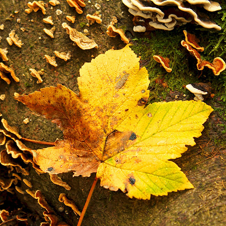 Autumn leaf, Mugdock Park