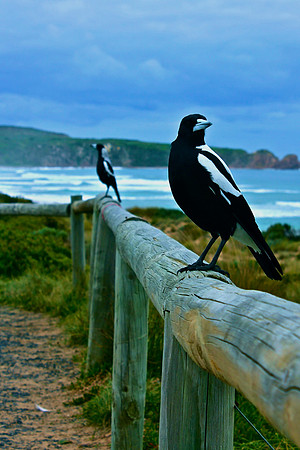 Australian Magpies, Philip Island