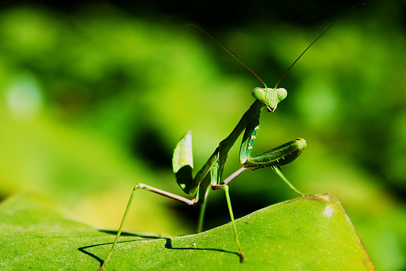 Praying Mantis, Malaga