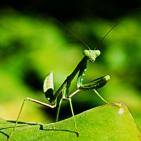 Praying Mantis, Malaga