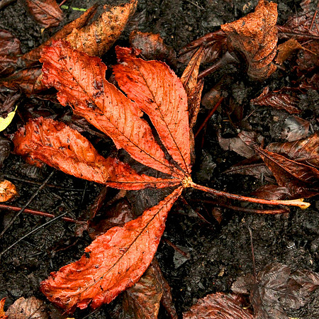 Autumn leaf, Mugdock Park