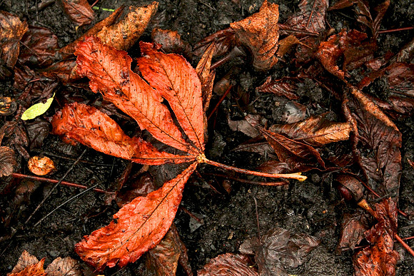 Autumn leaf, Mugdock Park