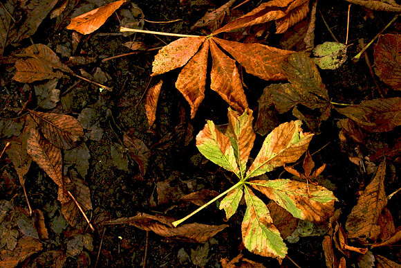 Autumn leaf, Mugdock Park