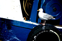 Pittenweem
