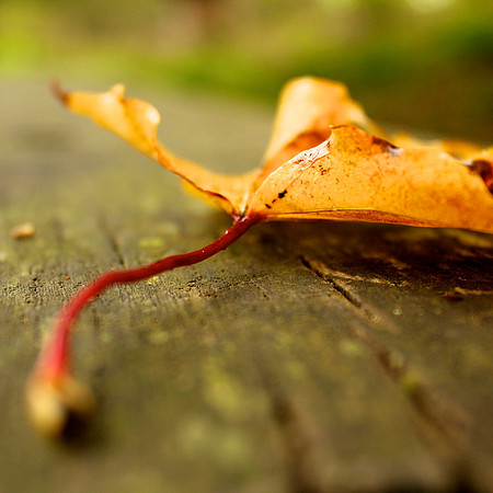 Autumn leaf, Mugdock Park