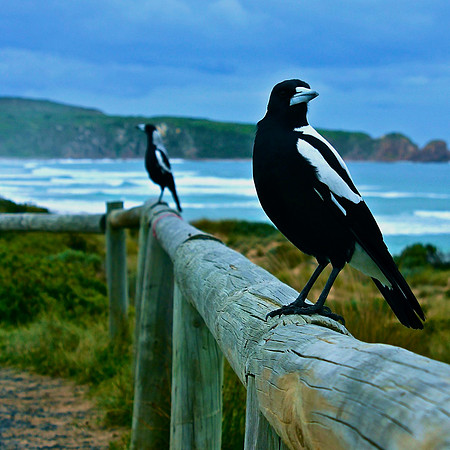 Australian Magpies, Philip Island