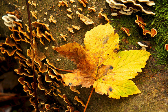 Autumn leaf, Mugdock Park