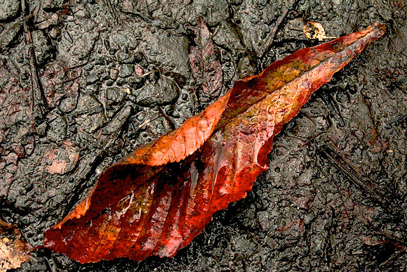 Autumn leaf, Mugdock Park