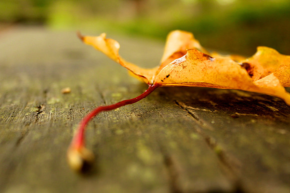 Autumn leaf, Mugdock Park