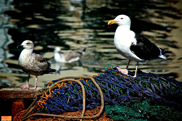 Pittenweem