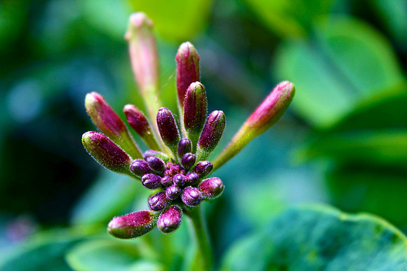 Honeysuckle