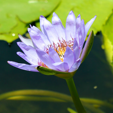 Lotus flower