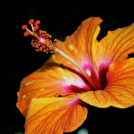 Hibiscus