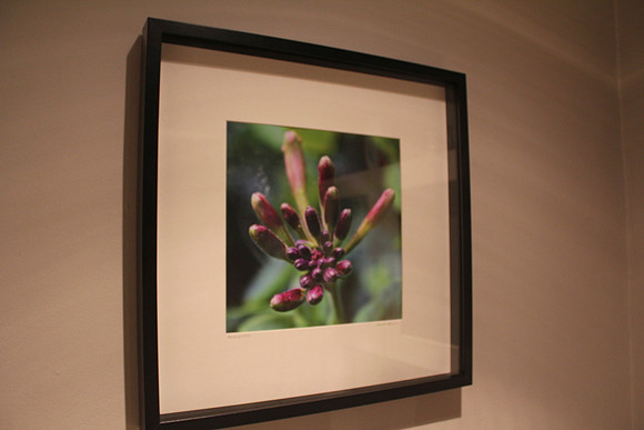 Honeysuckle. Large signed, framed print 50 x 50cm £75