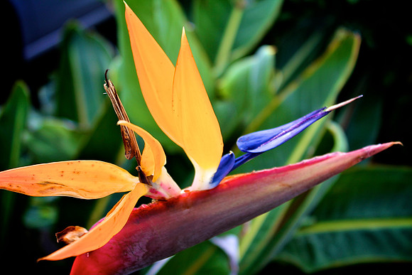 Bird of Paradise