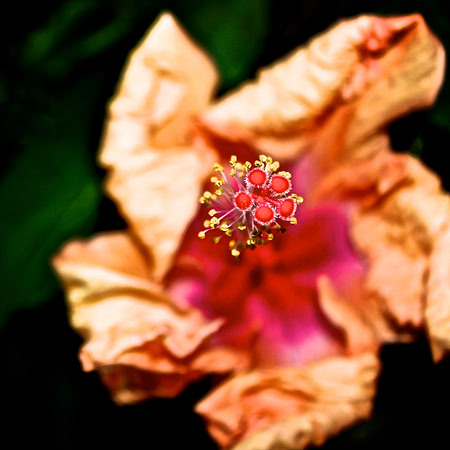 Hibiscus